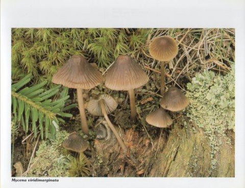 LAMINA V35611: Mycena viridimarginata