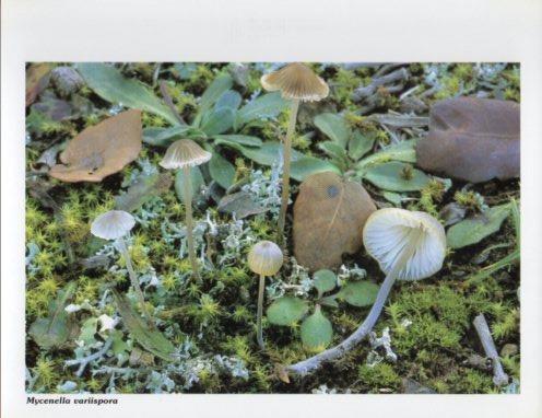 LAMINA V35612: Mycenella variispora