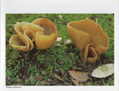 LAMINA V35613: Otidea alutacea