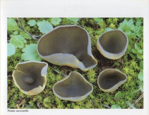 LAMINA V35614: Peziza succosella
