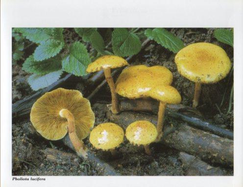LAMINA V35615: Pholiota lucifera