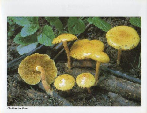 LAMINA V35615: Pholiota lucifera