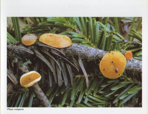LAMINA V35616: Pitya vulgaris