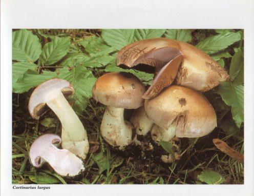 LAMINA V35588: Cortinarius largus