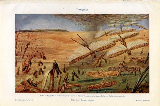 LAMINA V36133: Nube de langosta en Africa Oriental