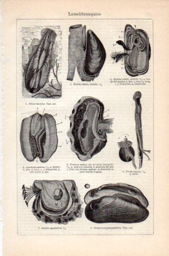 LAMINA V36134: Lamelibranquios