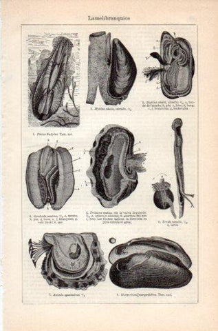 LAMINA V36134: Lamelibranquios
