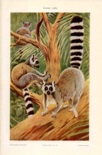 LAMINA V36255: Lemur catta