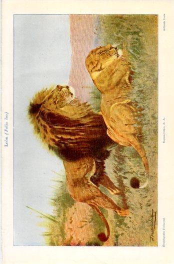 LAMINA V36243: Leon o Fellis leo