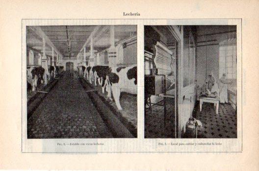 LAMINA V36236: Establo de vacas lecheras