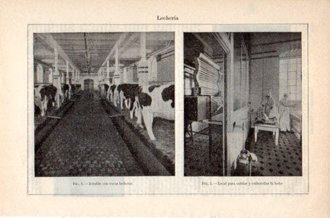 LAMINA V36236: Establo de vacas lecheras