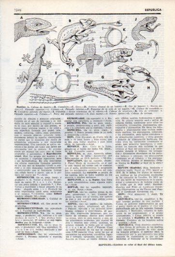 LAMINA V35868: Reptiles