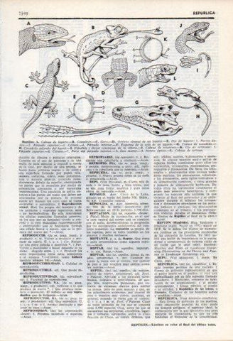 LAMINA V35868: Reptiles