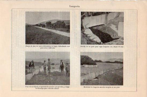 LAMINA V35824: Langosta