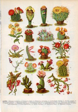 LAMINA V35994: Tipos de cactus
