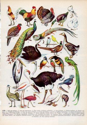 LAMINA V35990: Tipos de aves II