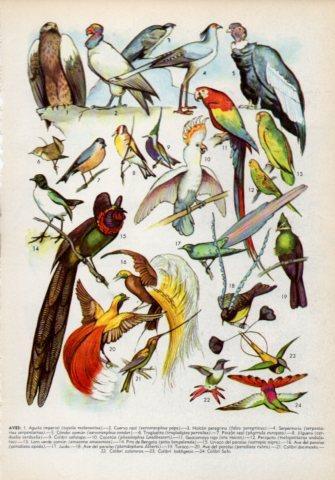 LAMINA V35989: Tipos de aves I