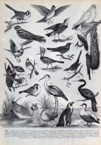 LAMINA V35988: Tipos de aves
