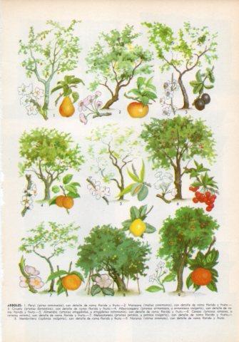 LAMINA V35984: Tipos de arboles I