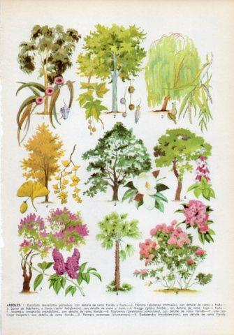 LAMINA V35983: Tipos de arboles