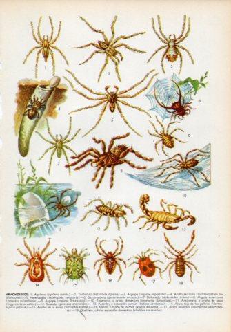 LAMINA V35982: Aracnoideos I