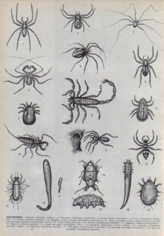 LAMINA V35981: Aracnoideos