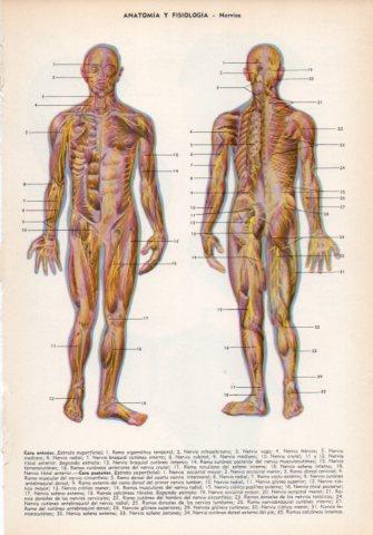 LAMINA V35978: Nervios del cuerpo humano