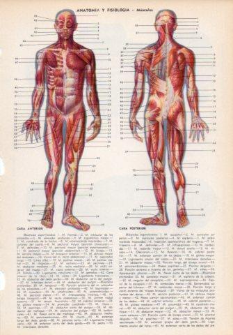 LAMINA V35977: Musculos del cuerpo humano