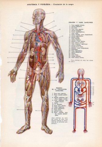 LAMINA V35976: Circulacion de la sangre