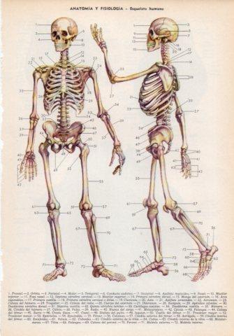 LAMINA V35975: Esqueleto humano