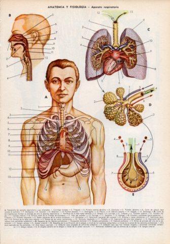 LAMINA V35973: Aparato respiratorio