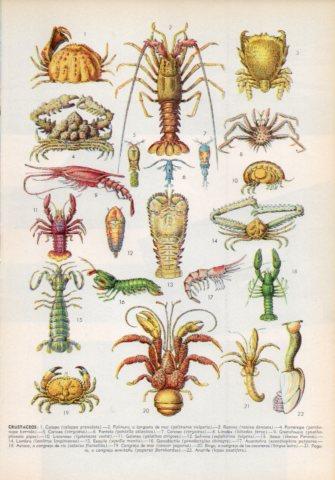 LAMINA V35999: Tipos de crustaceos