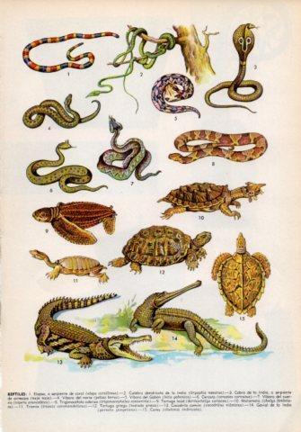 LAMINA V36028: Tipos de reptiles I