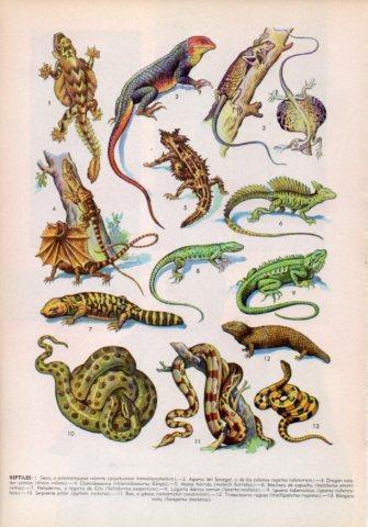 LAMINA V36027: Tipos de reptiles