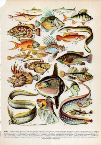 LAMINA V36024: Tipos de peces I