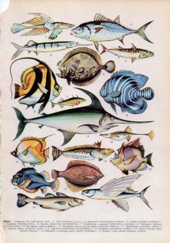 LAMINA V36023: Tipos de peces