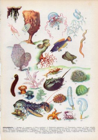 LAMINA V36022: Oceanografia I