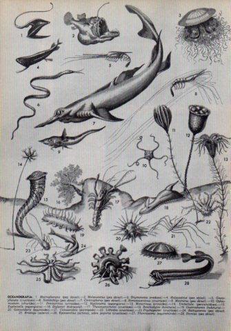 LAMINA V36021: Oceanografia