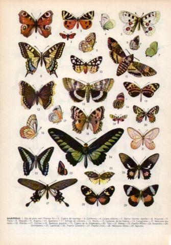 LAMINA V36016: Tipos de mariposas