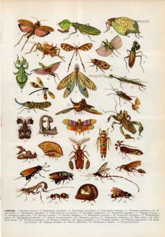 LAMINA V36013: Tipos de insectos II