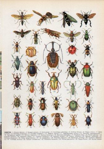 LAMINA V36012: Tipos de insectos I