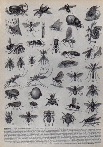 LAMINA V36011: Tipos de insectos