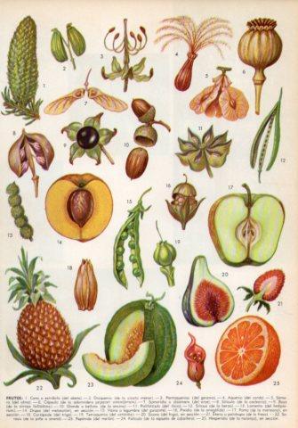 LAMINA V36007: Tipos de frutos