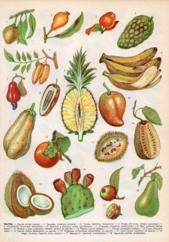 LAMINA V36006: Tipos de frutos I