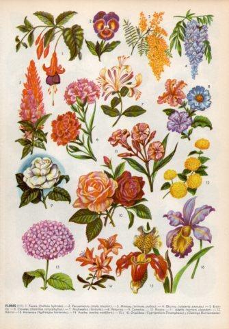 LAMINA V36005: Tipos de flores III