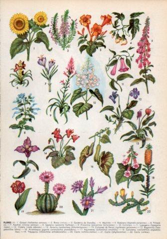 LAMINA V36004: Tipos de flores I