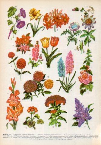 LAMINA V36003: Tipos de flores II