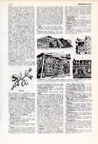 LAMINA V35931: Xochicalco templo y relieves