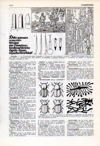 LAMINA V35930: Xilografia y Xilofagos