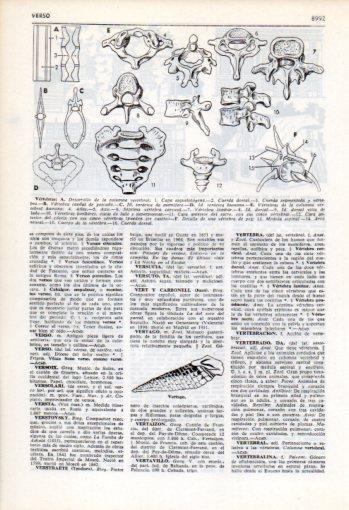 LAMINA V35917: Vertebras
